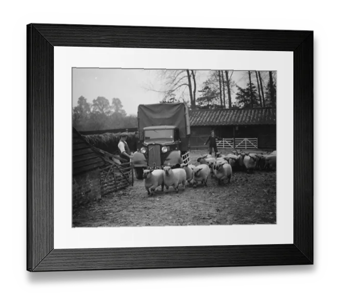 Framed Print : A farmer loading his sheep onto a Bedford lorry in Hampshire. 1937 Framed Print : A farmer loading his sheep onto a Bedford lorry in Hampshire. 1937