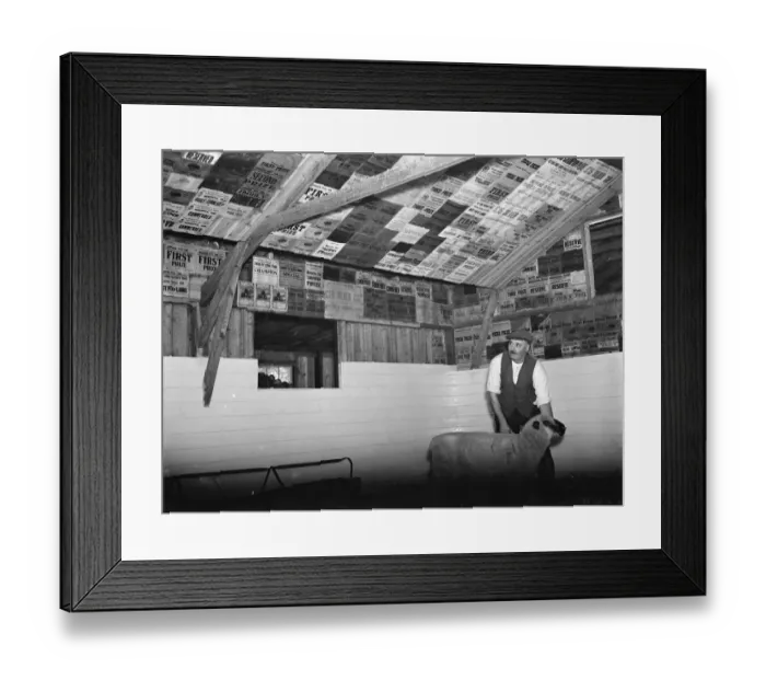 Framed Print : A farmer proudly showing his prize sheep and the pen covered with his winning prize