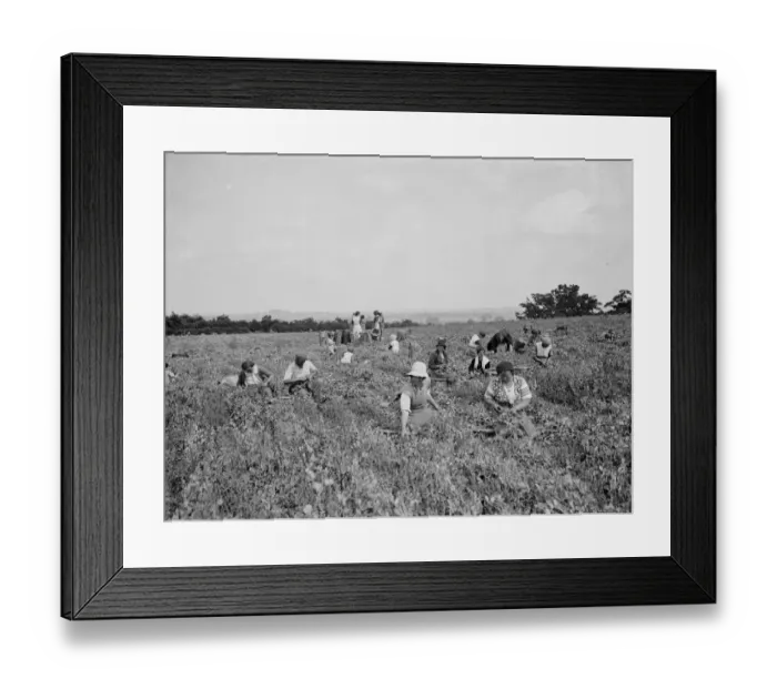 Framed Print : Pea picking in Swanscombe. 6 July 1937 Framed Print : Pea picking in Swanscombe. 6 July 1937