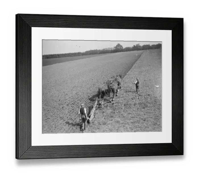 Framed Print : A farmer and his team of horses ploughing a field in Kent. 1939 Framed Print : A farmer and his team of horses ploughing a field in Kent. 1939