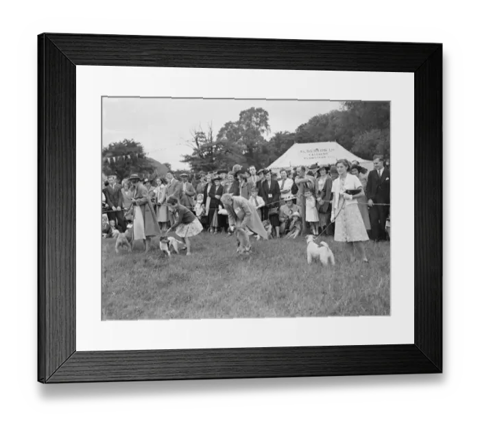 Framed Print : Dog show in the ring. 1939 Framed Print : Dog show in the ring. 1939