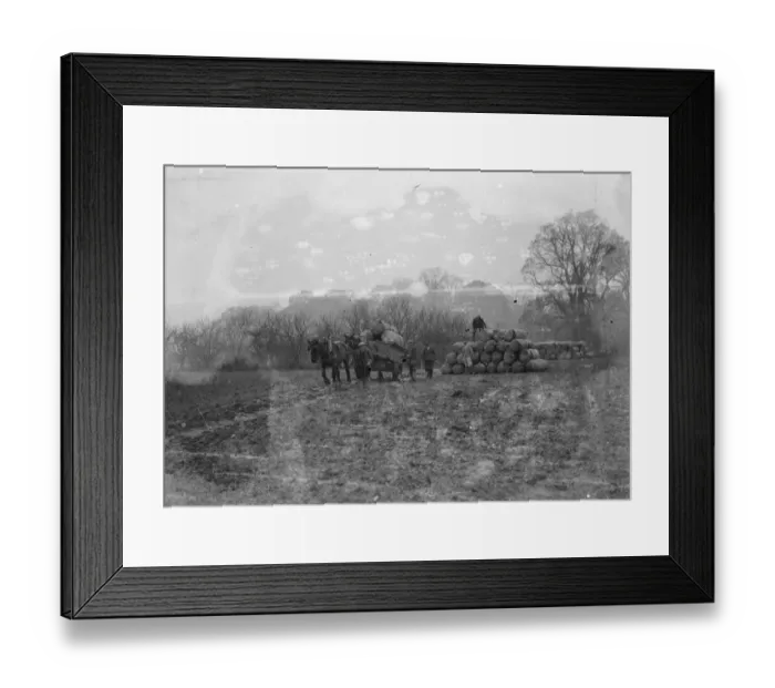 Framed Print : Sacks of surplus hops, which will be used as manure, stacked on to a horse and cart