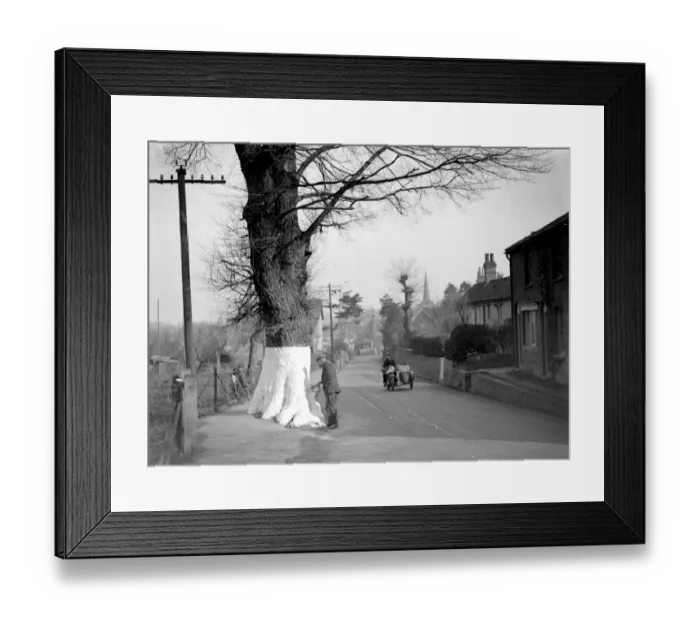 Framed Print : Safety White Tree (Eynesford) [Eynsford] 1934
