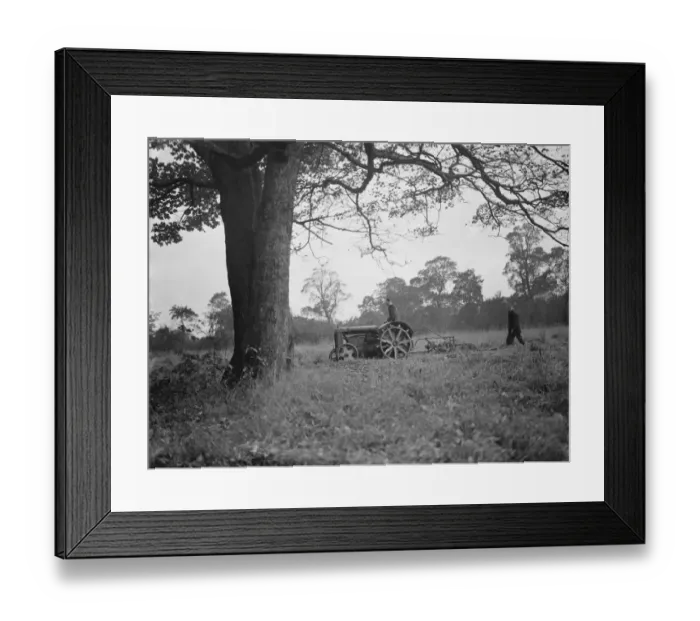 Framed Print : A tractor ploughing a cherry orchard in Charlton, London. 1939 Framed Print : A tractor ploughing a cherry orchard in Charlton, London. 1939