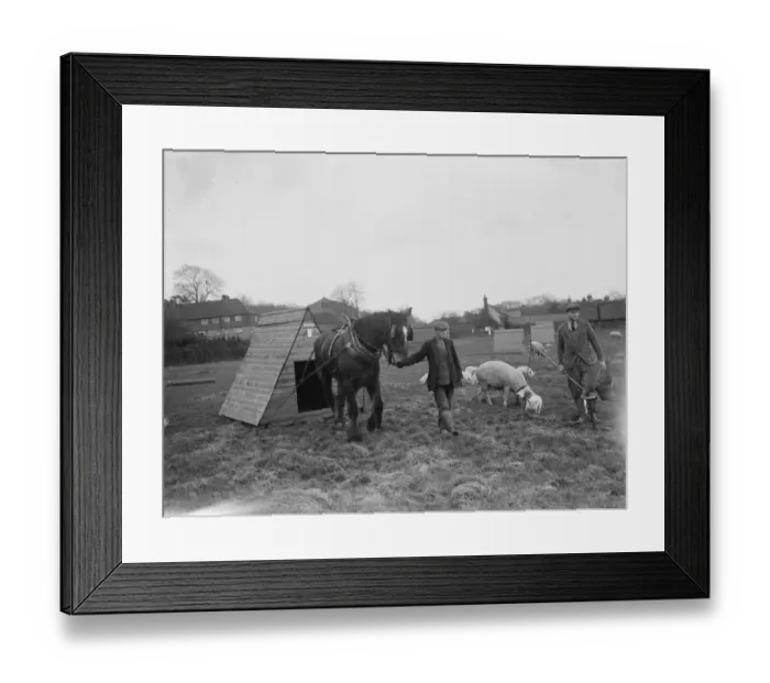 Framed Print : Pigs at Homewoods Farm in Seal, Kent. A farmer uses a workhorse to drag a pigsty Framed Print : Pigs at Homewoods Farm in Seal, Kent. A farmer uses a workhorse to drag a pigsty