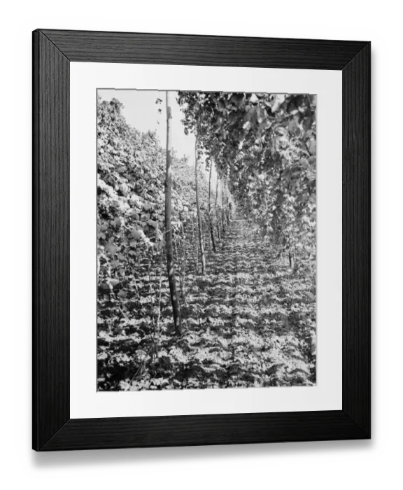 Framed Print : East Malling Research Station open day. A row of hops. 1937 Framed Print : East Malling Research Station open day. A row of hops. 1937