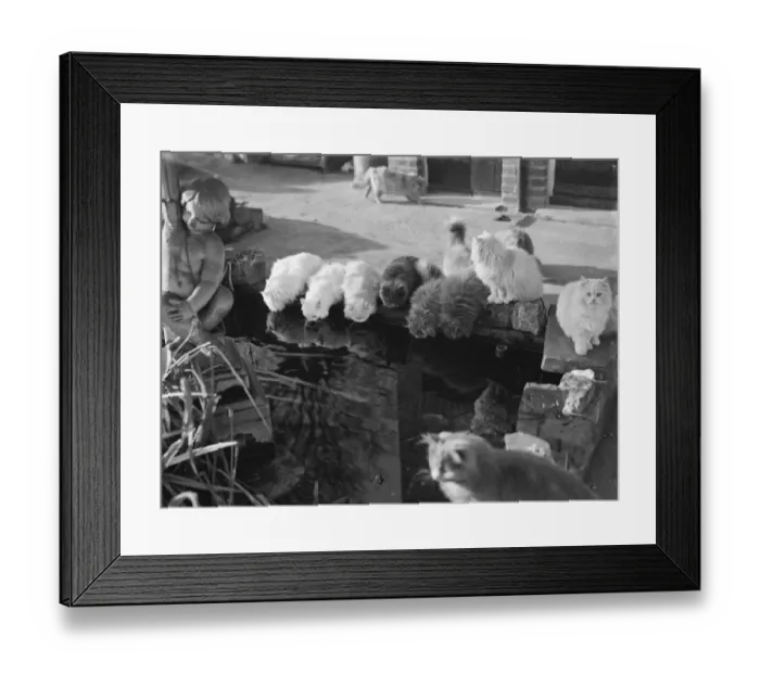 Framed Print : Mrs Buckingham, The Mayoress of Bexleys cats drinking water from a pond Framed Print : Mrs Buckingham, The Mayoress of Bexleys cats drinking water from a pond