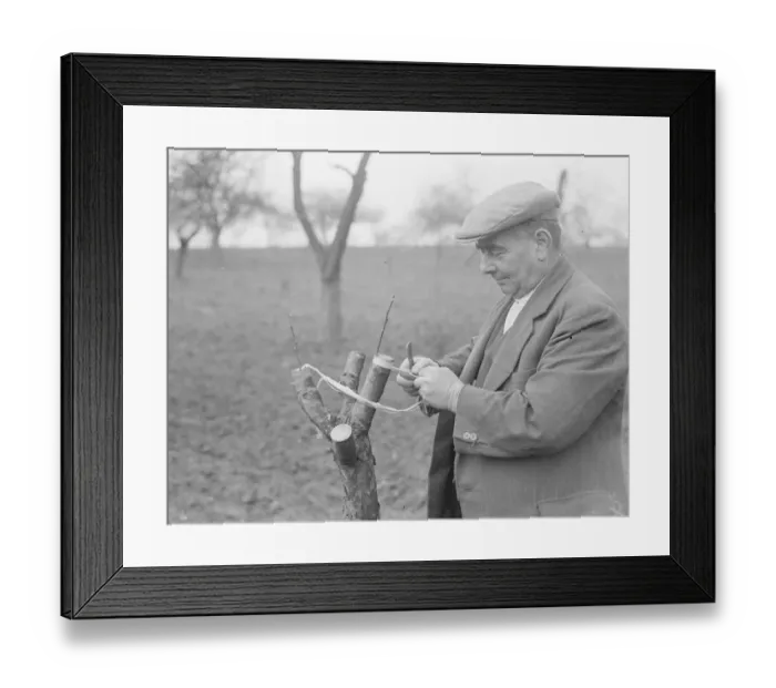 Framed Print : Mr Searles grafting fruit trees. 1939
