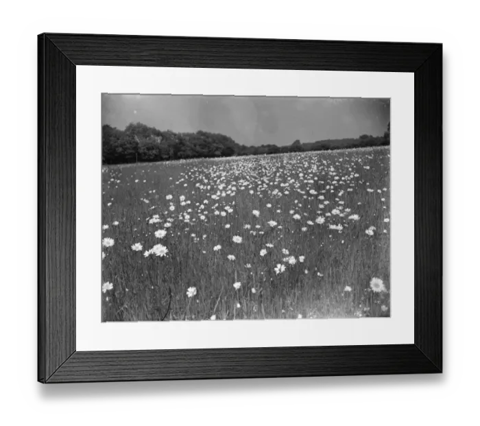 Framed Print : A daisy field in bloom near Meopham, Kent. 1939