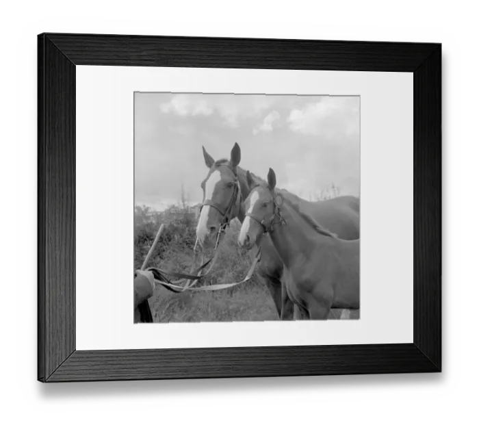 Framed Print : The Edenbridge and Oxted Show - 2 August 1960 The mare is 13 year old Ballymacgean