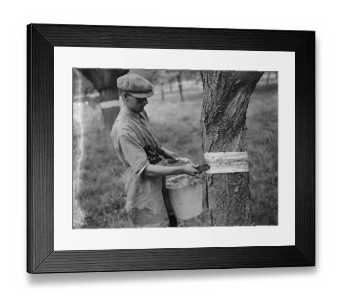 Framed Print : Sticky banding being applied to fruit tree on an orchard. 1935 Framed Print : Sticky banding being applied to fruit tree on an orchard. 1935