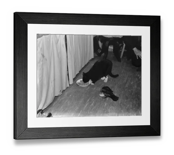 Framed Print : A tame jack daw and cat eating side by side in Footscray, Kent. 1937