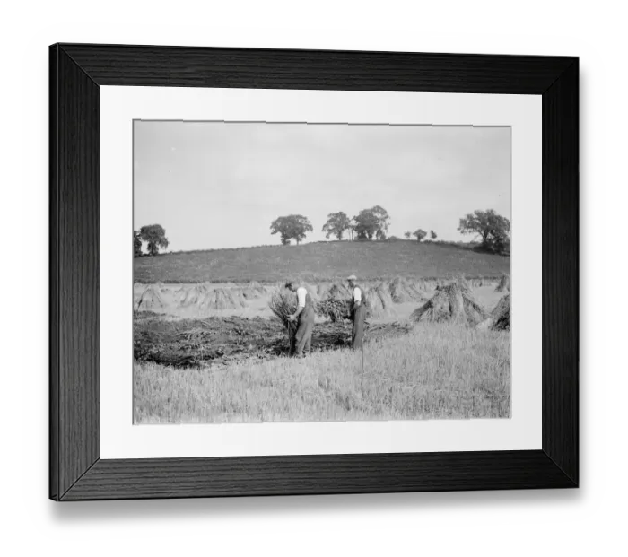 Framed Print : Preparing for thatching. 18 August 1937 Reed Thatching in Norfolk. Mr R. W Framed Print : Preparing for thatching. 18 August 1937 Reed Thatching in Norfolk. Mr R. W