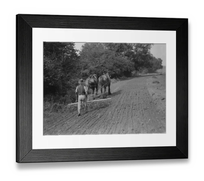 Framed Print : A farmer and his team of horses harrow a field. 1935 Framed Print : A farmer and his team of horses harrow a field. 1935
