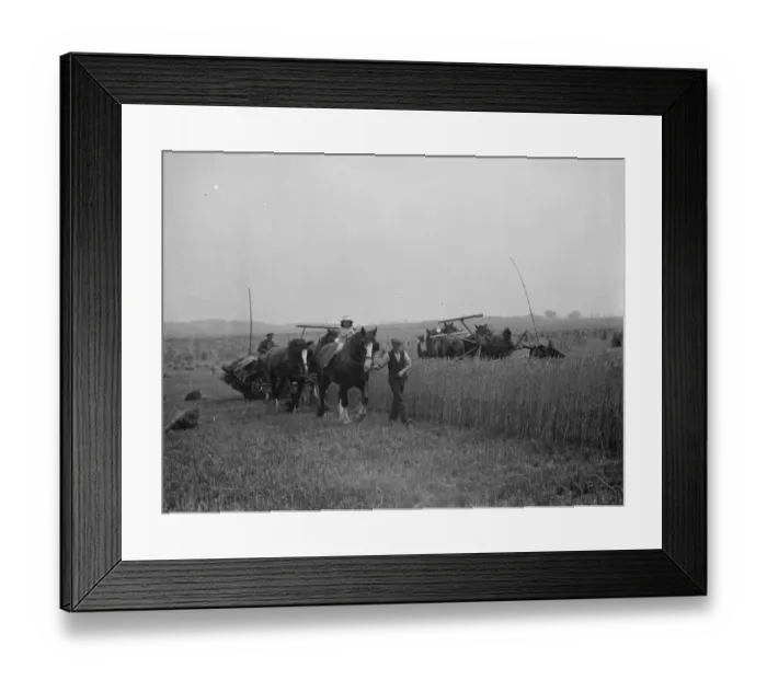 Framed Print : A farmers daughter harvests the fields with her fathers shire horse tethered to Framed Print : A farmers daughter harvests the fields with her fathers shire horse tethered to