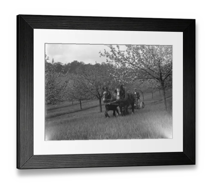 Framed Print : A farmer cuts the grass in an orchard towed by his horse team. 1935 Framed Print : A farmer cuts the grass in an orchard towed by his horse team. 1935