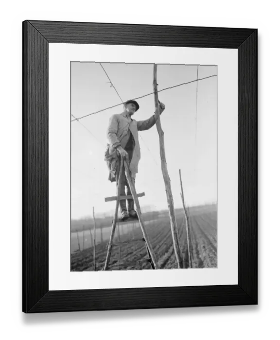 Framed Print : A man on a rickety ladder stringing up the hop poles onto which the hop bines will climb Framed Print : A man on a rickety ladder stringing up the hop poles onto which the hop bines will climb