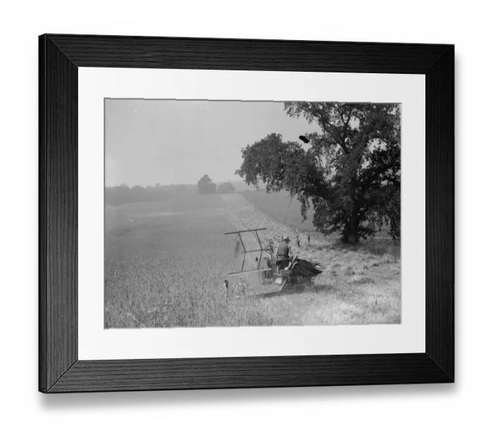 Framed Print : Harvest time - cutting the crop. 1935 Framed Print : Harvest time - cutting the crop. 1935