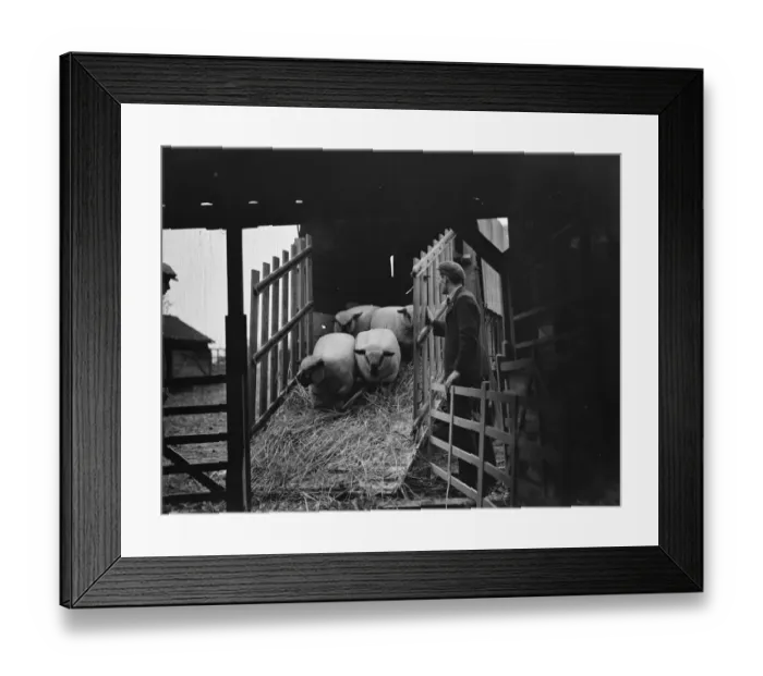 Framed Print : Unloading sheep from a lorry down a ramp. 1937