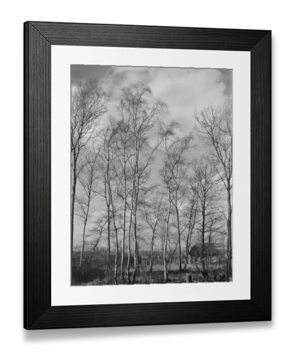 Framed Print : Silver birch trees in Sidcup, Kent. 1939 Framed Print : Silver birch trees in Sidcup, Kent. 1939