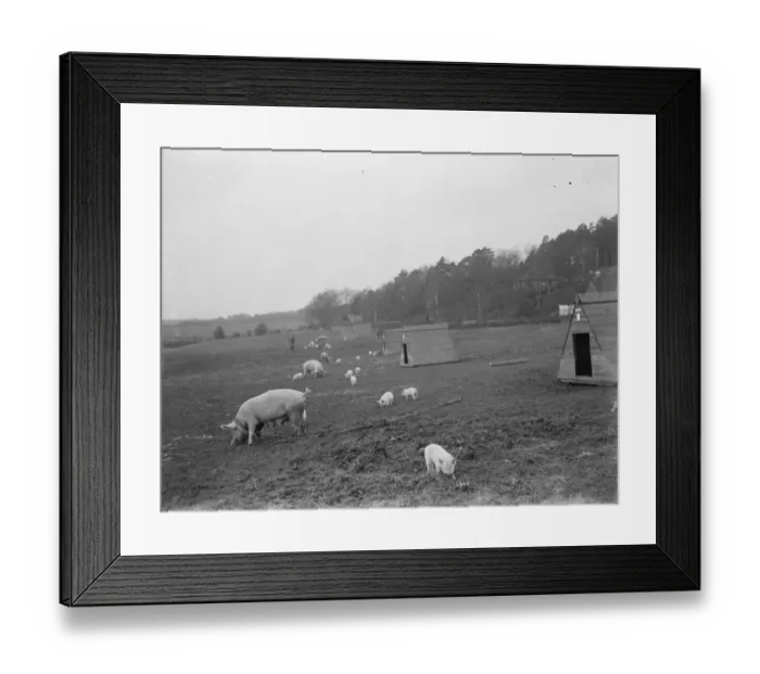 Framed Print : Pigs at Homewoods Farm in Seal, Kent. 1937 Framed Print : Pigs at Homewoods Farm in Seal, Kent. 1937