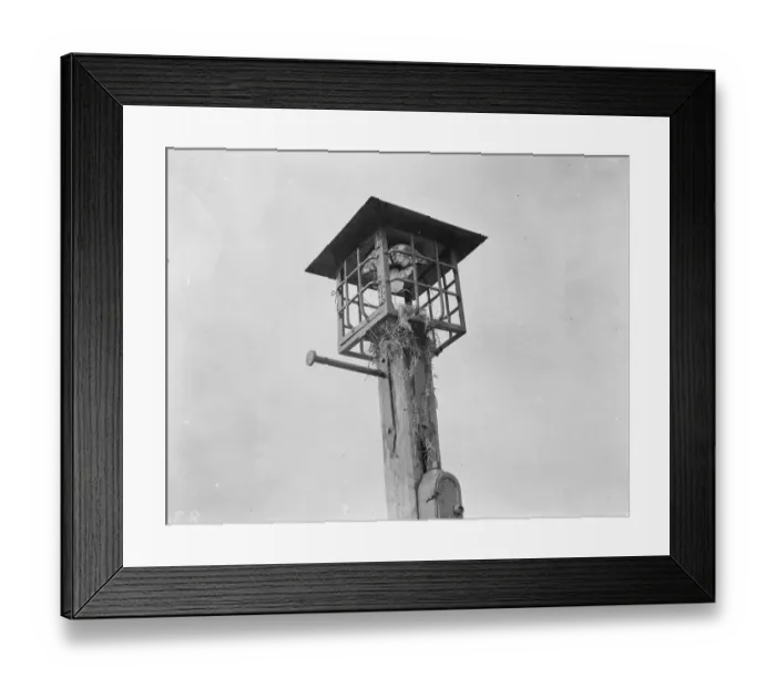 Framed Print : Sparrows nest in a street lamp. 1 April 1938 Framed Print : Sparrows nest in a street lamp. 1 April 1938