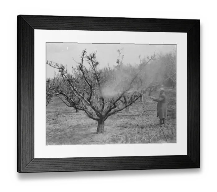 Framed Print : A man is spraying lime sulpher on the fruit trees of an orchard in Birchwood, Kent Framed Print : A man is spraying lime sulpher on the fruit trees of an orchard in Birchwood, Kent