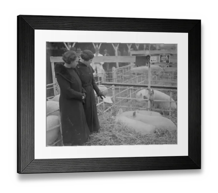 Framed Print : Two ladies admiring the pigs at the Dartford Fat Stock show. 1935 Framed Print : Two ladies admiring the pigs at the Dartford Fat Stock show. 1935