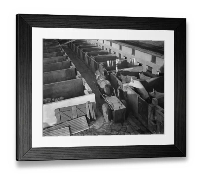 Framed Print : The mash cart running the gauntlet of hungry sows in the pig stye at Tripes Farm Framed Print : The mash cart running the gauntlet of hungry sows in the pig stye at Tripes Farm