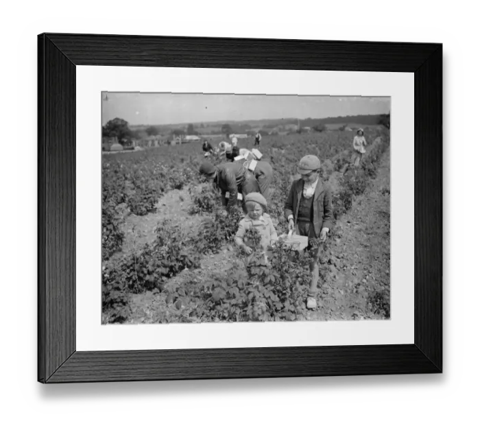 Framed Print : With their baskets at the ready children pick raspberrys in Sidcup. 1935 Framed Print : With their baskets at the ready children pick raspberrys in Sidcup. 1935