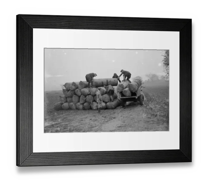 Framed Print : Sacks of surplus hops, which will be used as manure, stacked on to a horse and cart Framed Print : Sacks of surplus hops, which will be used as manure, stacked on to a horse and cart