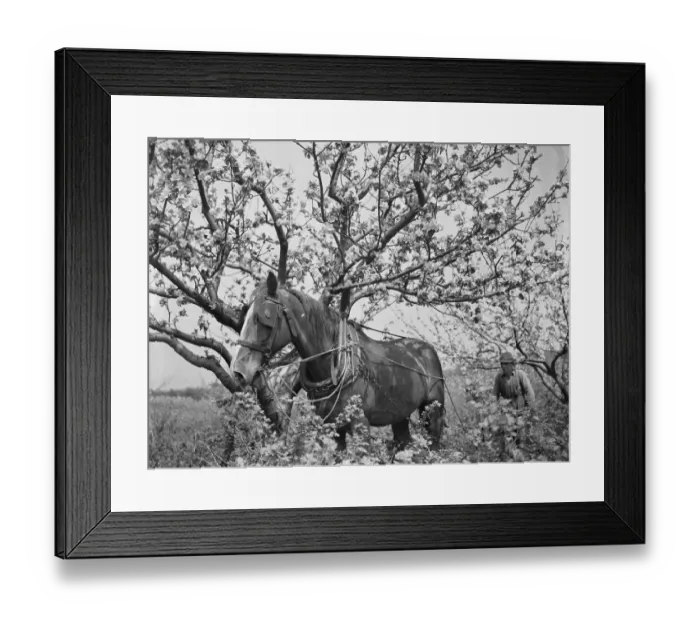 Framed Print : A farmer and his horse tilling between the gooseberry bushes next to the apple blossom Framed Print : A farmer and his horse tilling between the gooseberry bushes next to the apple blossom