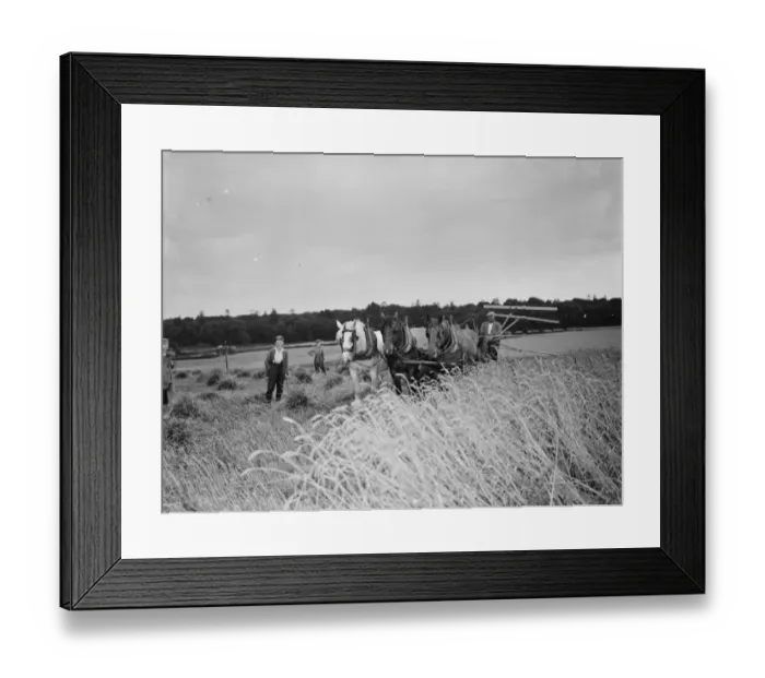 Framed Print : A farmer harvests his fields with his shire horse tethered to Massey Harris Reaper Binder