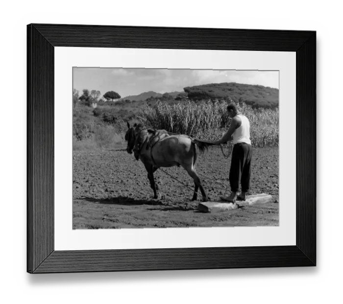 Framed Print : They call this rolling in Spain - potatoes planted rolling to flatten ground after Framed Print : They call this rolling in Spain - potatoes planted rolling to flatten ground after