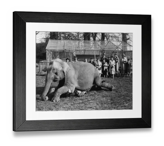 Framed Print : Visitors to Maidstone Zoo Park, Kent, England, are now seeing as an extra privilege Framed Print : Visitors to Maidstone Zoo Park, Kent, England, are now seeing as an extra privilege