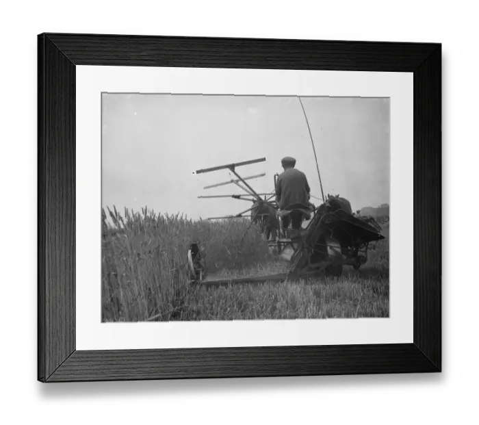 Framed Print : A farmer harvests his fields with his shire horse tethered to Massey Harris Reaper Framed Print : A farmer harvests his fields with his shire horse tethered to Massey Harris Reaper