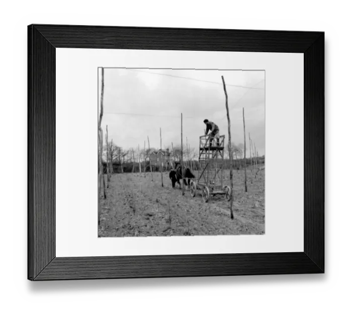 Framed Print : Horsedrawn plantform in Hop Fields Framed Print : Horsedrawn plantform in Hop Fields