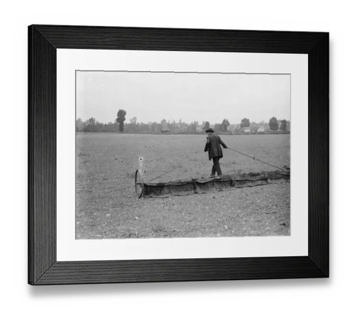 Framed Print : A groundsman pulls a rake over a field. 1936 Framed Print : A groundsman pulls a rake over a field. 1936