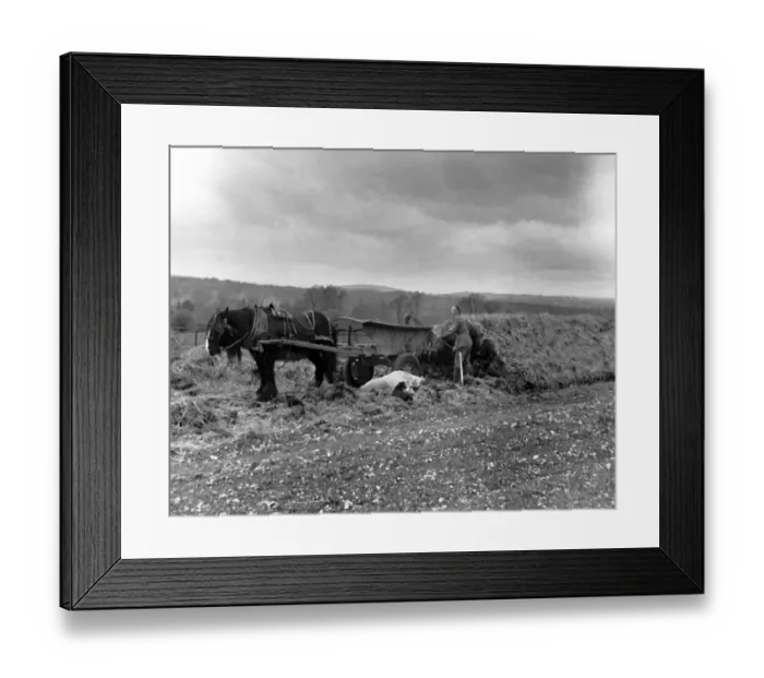 Framed Print : Mangolds being unclamped on T and J Yeatmans farm at Melbury Sampford Dorest. May 1950 Framed Print : Mangolds being unclamped on T and J Yeatmans farm at Melbury Sampford Dorest. May 1950