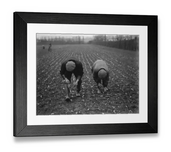 Framed Print : Farm workers planting lettuce by hand on a field in Hextable, Kent. 1937