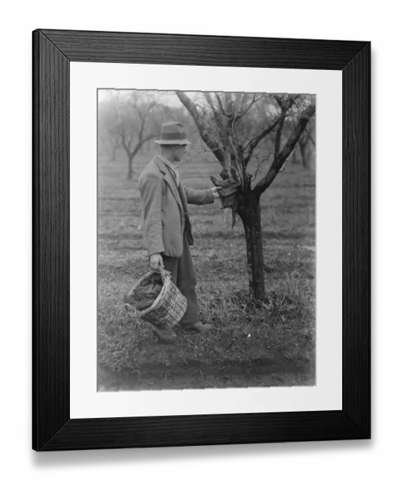 Framed Print : Fruit tree protection. A farmer is setting up an insect trap on a tree