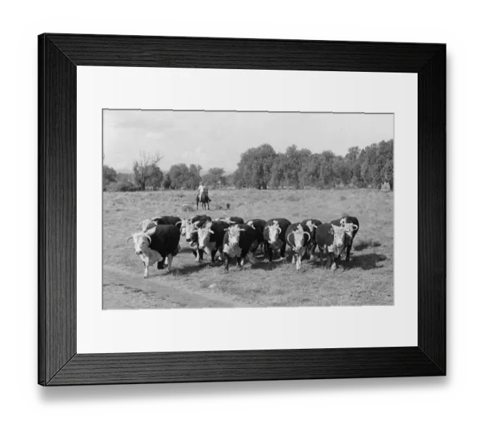 Framed Print : Beef cattle near Narrabri Australia