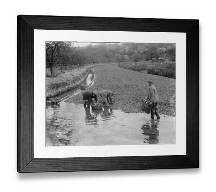 Framed Print : Watercress beds in Horton Kirby. 1935 Framed Print : Watercress beds in Horton Kirby. 1935