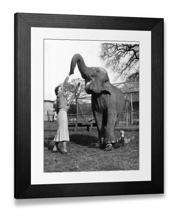 Framed Print : Visitors to Maidstone Zoo Park, Kent, England, are now seeing as an extra privilege
