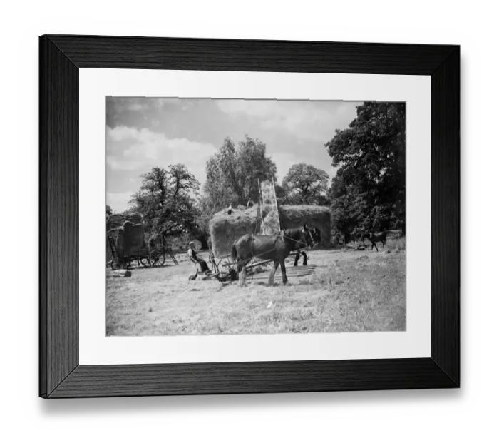 Framed Print : Hay making on the farm at Foots Cray, Kent. 1935 Framed Print : Hay making on the farm at Foots Cray, Kent. 1935