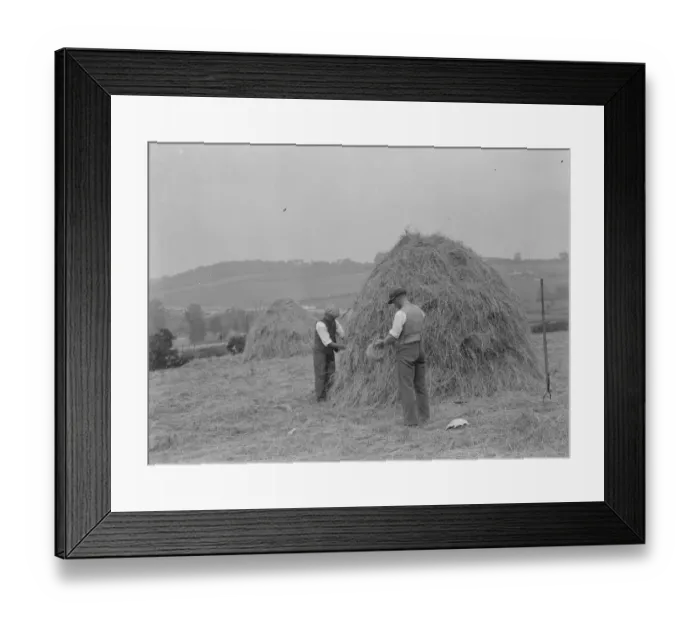 Framed Print : Farmers useing north country haymaking methods in a Farninham, Kent. 1937 Framed Print : Farmers useing north country haymaking methods in a Farninham, Kent. 1937