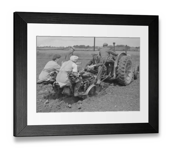Framed Print : Farm workers using a tracter drawn Transplanters Robot Ltd crop planter Framed Print : Farm workers using a tracter drawn Transplanters Robot Ltd crop planter