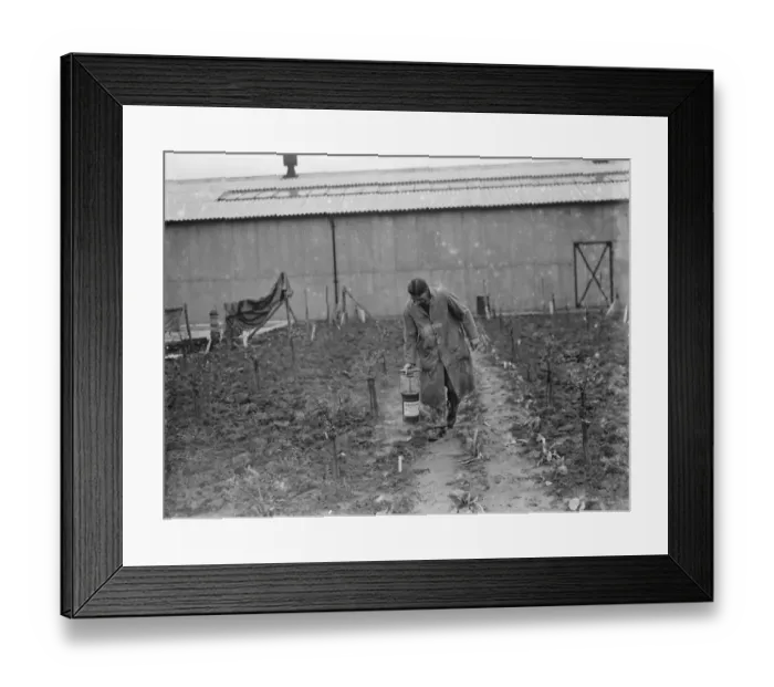 Framed Print : A man using Handimac ultraviolet ray light for killing bugs at the East Malling Research