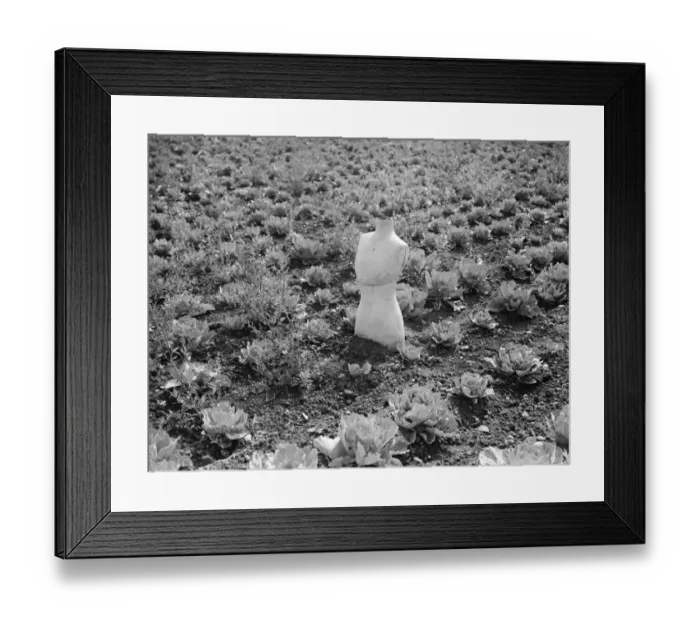 Framed Print : Scarecrow in a farmers field made from a dressmakers dummy in Swanley. 1938