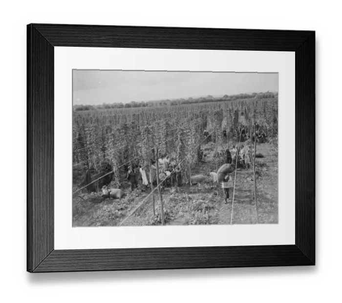 Framed Print : Hop picking. 1935 Framed Print : Hop picking. 1935